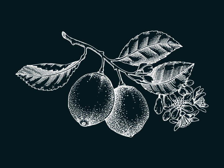 Vintage lime sketch on chalkboard. Citrus fruit tree branch with fruit and flowers. Hand-drawn vector illustration. Exotic plant drawing in engraved style. Botanical design element. NOT AI-generated